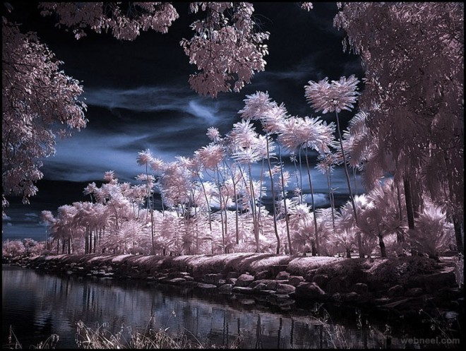 tropical garden infrared photography