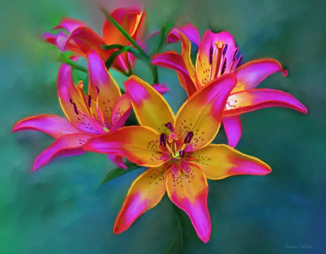 lily flower painting