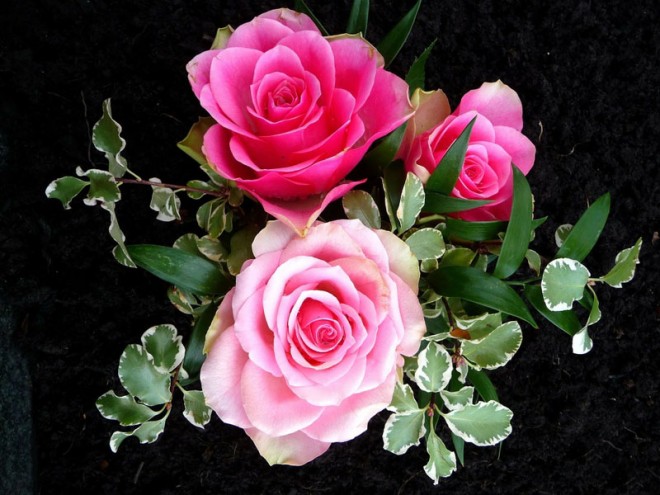 roses flower painting
