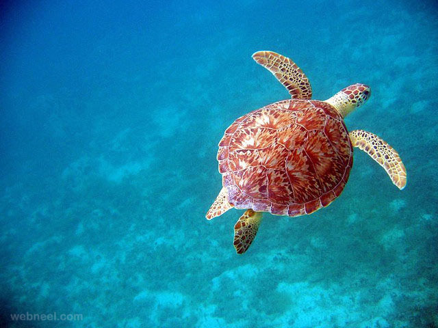 turtle underwater photography