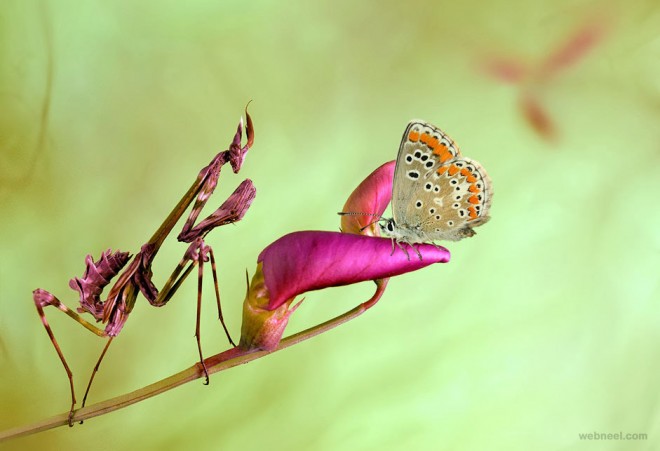 best macro photography