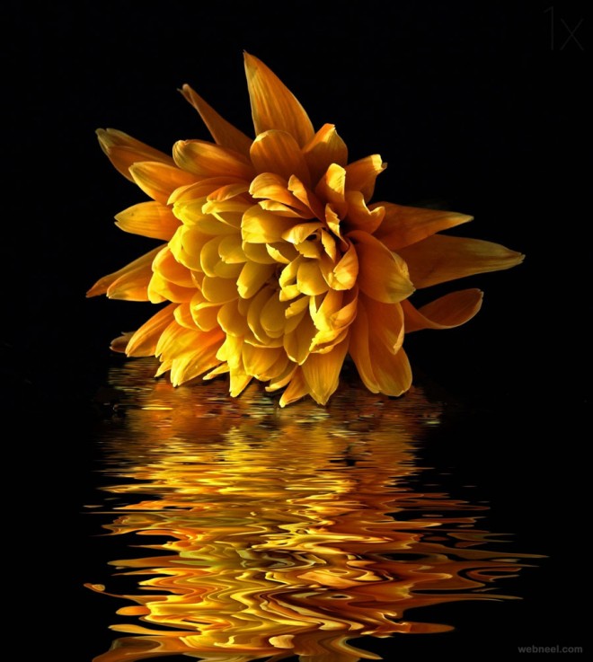 best yellow themed photography