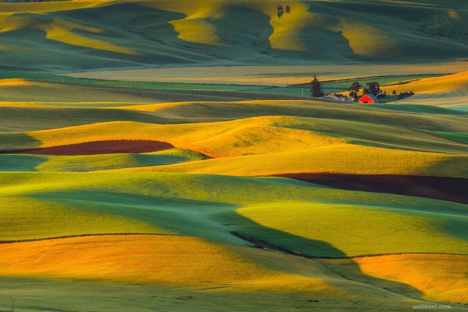 best yellow themed photography