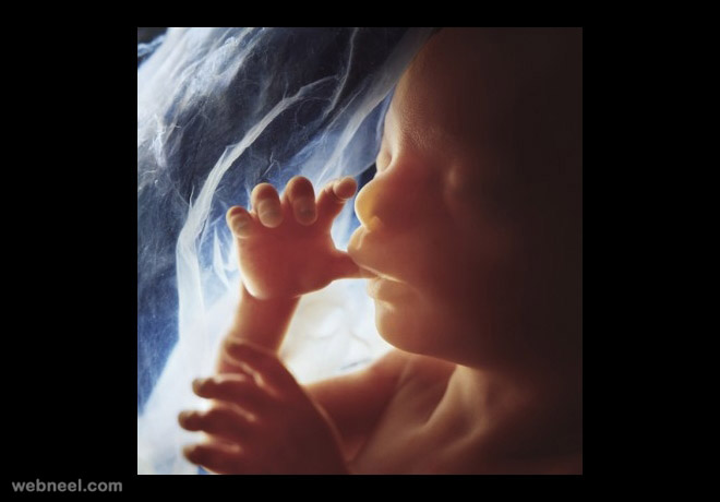 embryo 20weeks photo by lennart nilsson