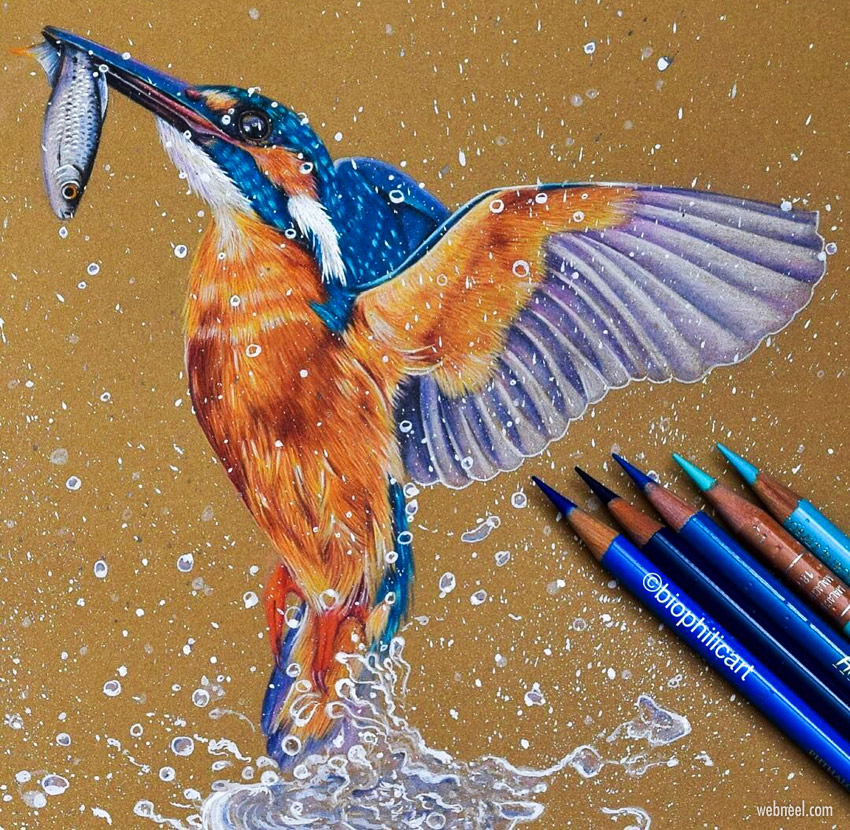 color pencil drawing kingfisher bird by sallyann