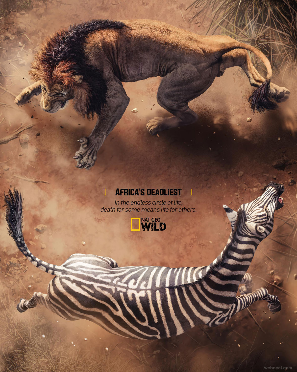 print advertisement lion zebra nat geo