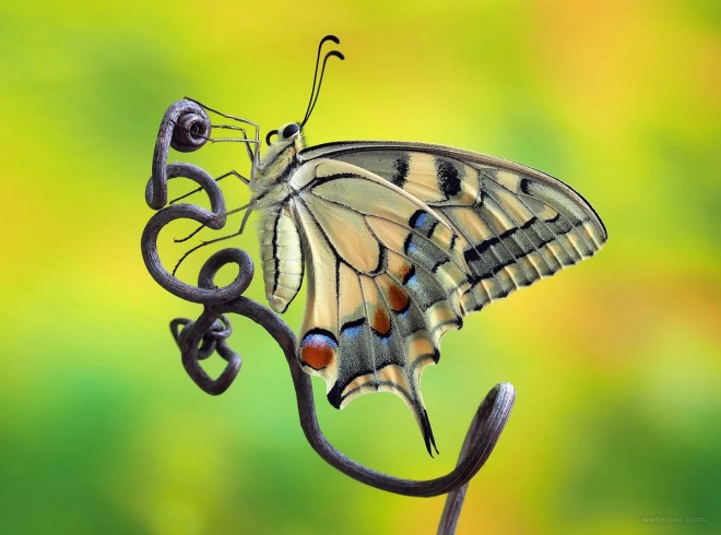 macro photography by ivo pandoli