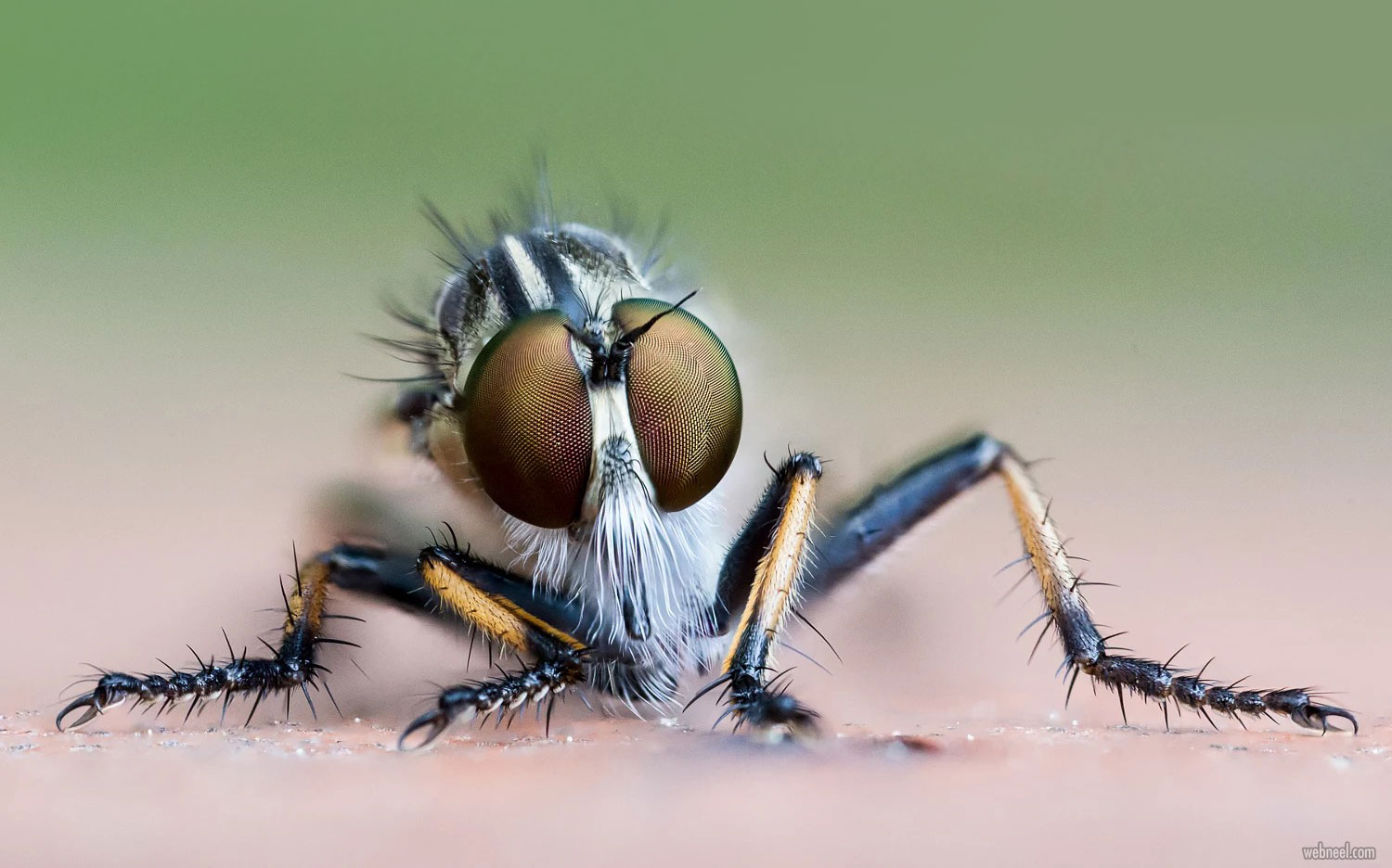 macro photography robberfly by oliver wright
