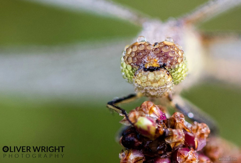 beautiful macro photography by oliver wright