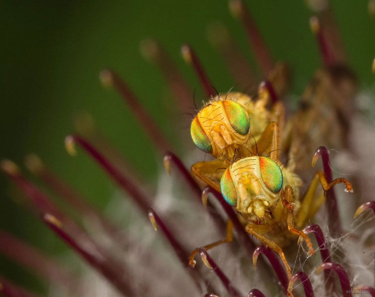 macro photography fly by oliver wright
