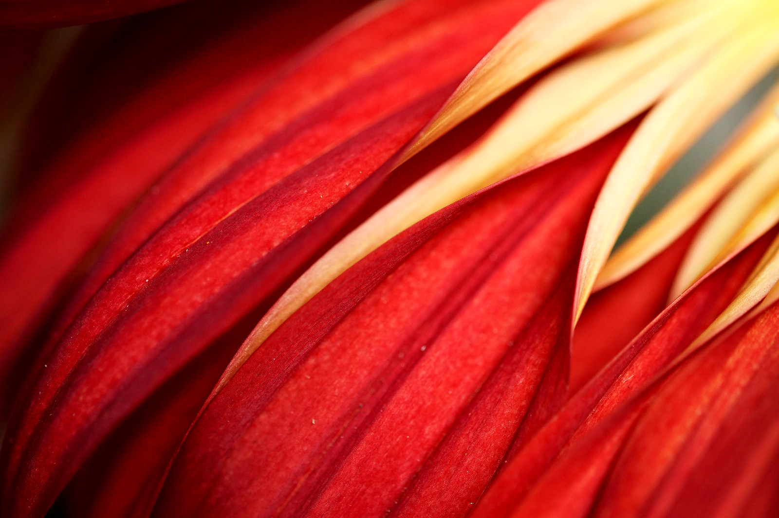 macro photography flower by hanley will