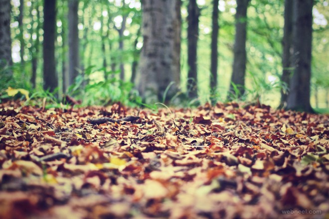 free stock photos picography