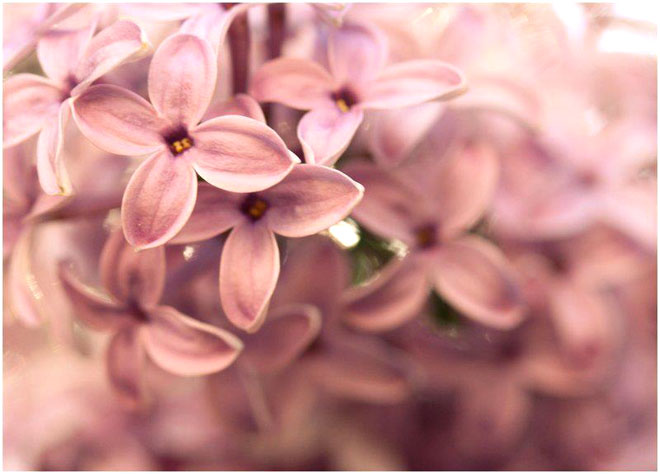 Beautiful Flowers