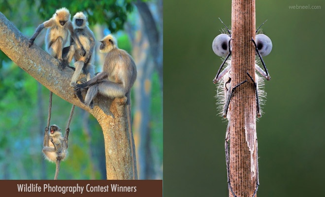 12 Award Winning Photographs from 6th Comedy Wildlife Photography Contest