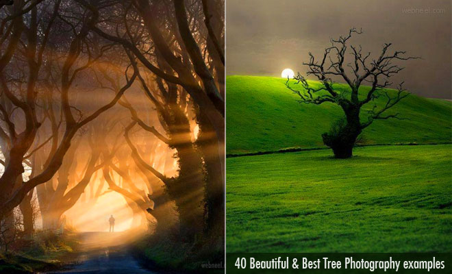 Tree Photography