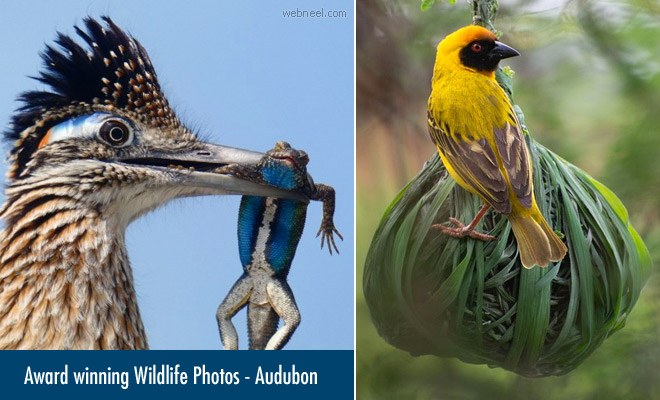 Audubon Announces the Winners of the 2020 Wildlife Photography Contest