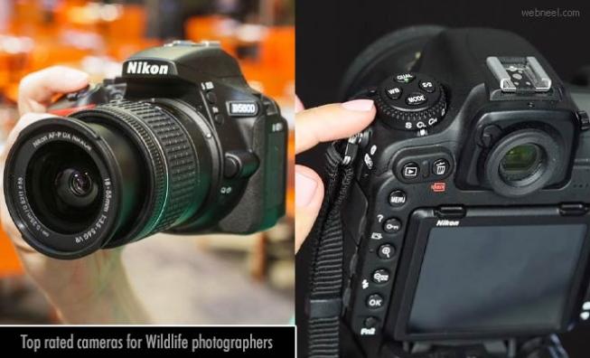 10 Top-Rated Cameras for Wildlife Photographers - Camera Review