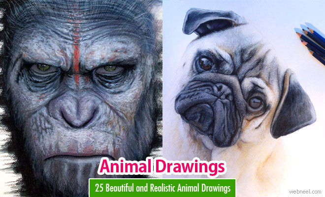25 Beautiful and Realistic Animal Drawings around the world