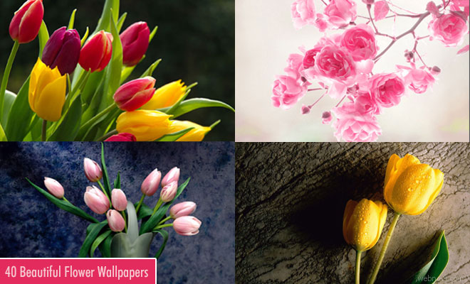 40 Beautiful Flower Wallpapers for Your Desktop, Mobile, and Tablet - HD Wallpapers
