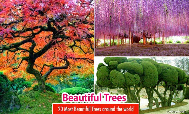 20 Most Beautiful Trees around the world for your inspiration