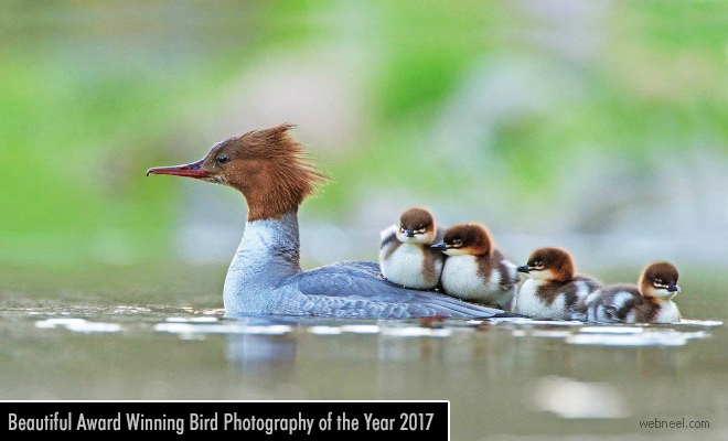 Beautiful Award Winning Bird Photography of the Year 20171