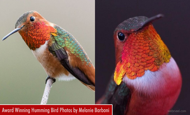 Hummingbird Photography - Best Photos by Melanie Barboni and David Leninson