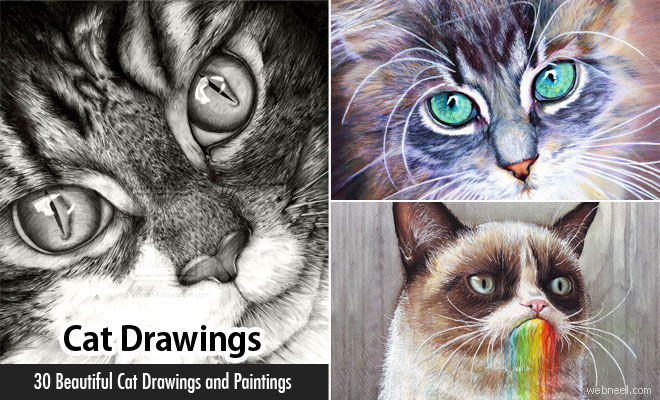 Cat Drawing