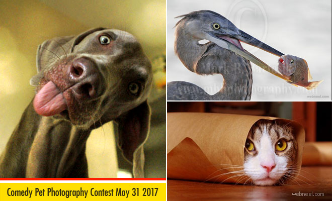 Comedy Pet Photography Competition - May 31, 2017