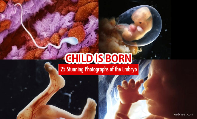25 Stunning Photographs of the Fetus Developing by Lennart Nilsson - Embryo Photos
