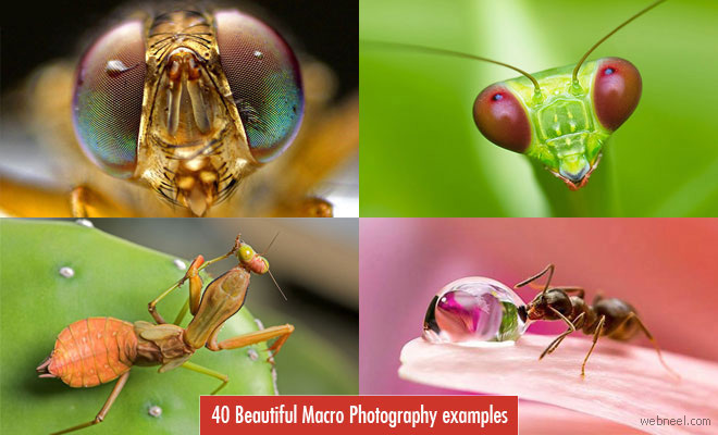 25 of the Most Beautiful Macro Photography Examples and Tips for Beginners
