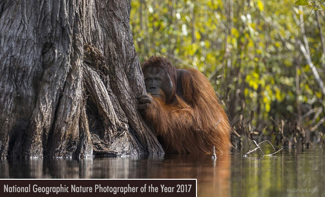 NatGeo Nature Photographer of the Year 2017 open for entries - 17 Nov 2017