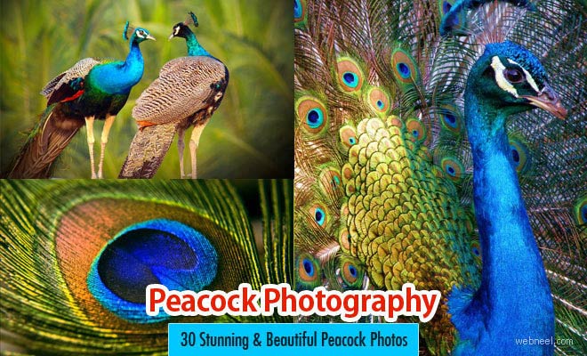 30 Beautiful Peacock Photos and White Peacock Pictures