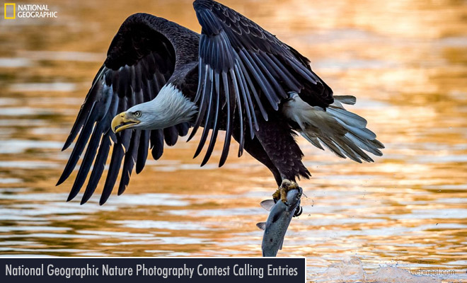 2017 National Geographic Nature Photographer Contest Open for Entries Until November 17
