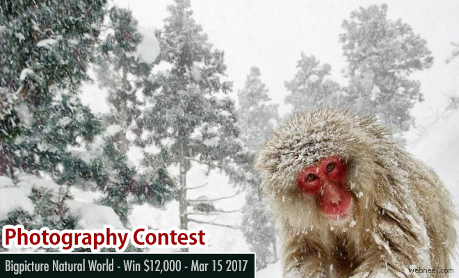 Bigpicture Natural World Photography Contest - Win $12,000 - Mar 15 2017