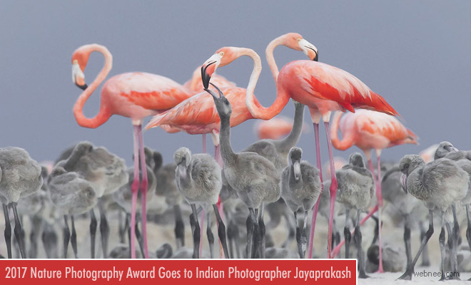 2017 NatGeo Nature Photographer of the Year award goes to Indian Photographer JayaPrakash