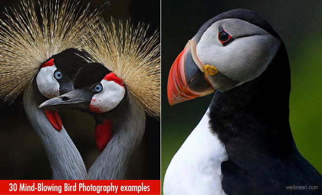 28 Mind-Blowing Bird Photography examples - Beautiful Bird Photos