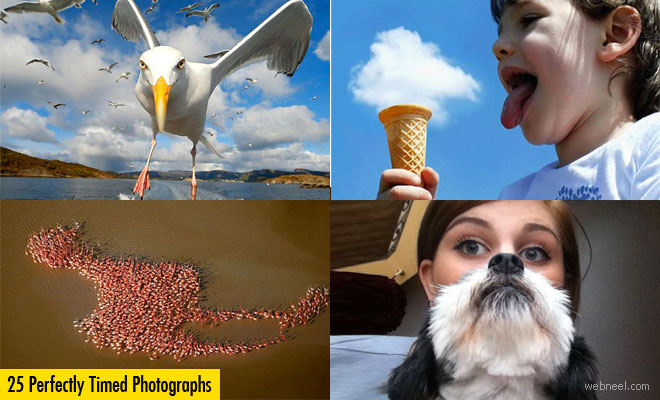 25 Best Perfectly Timed Photos for Your Inspiration