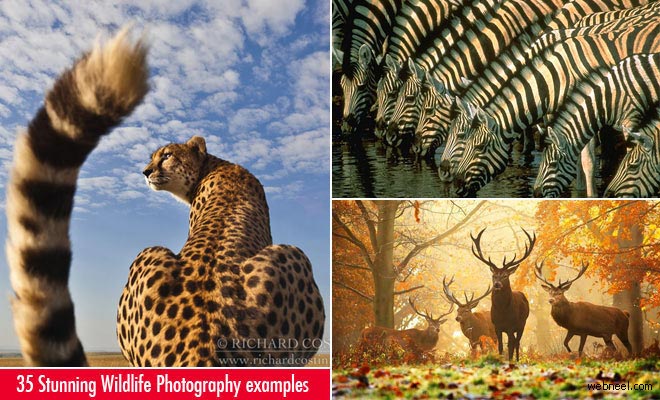35 Beautiful and Stunning Wildlife Photography Examples from Around the World