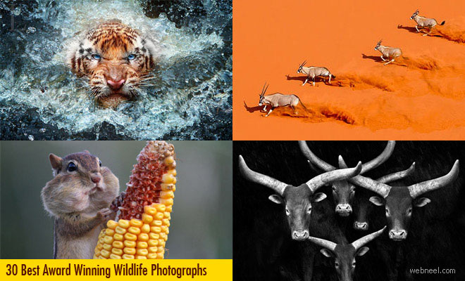 20 Beautiful Wildlife Photography Examples for Your Inspiration