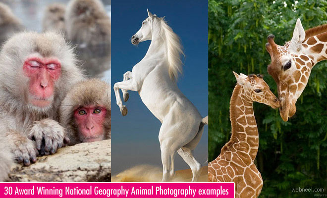 30 Incredible and Award Winning National Geographic Animal Photos - Wildlife Photography