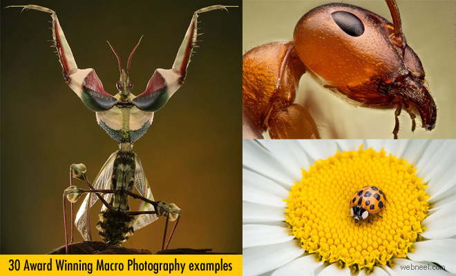 100 Award Winning Macro Photography examples for you