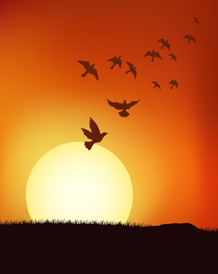 Birds at sunrise
