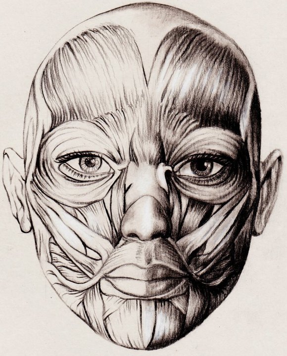 Anatomic study