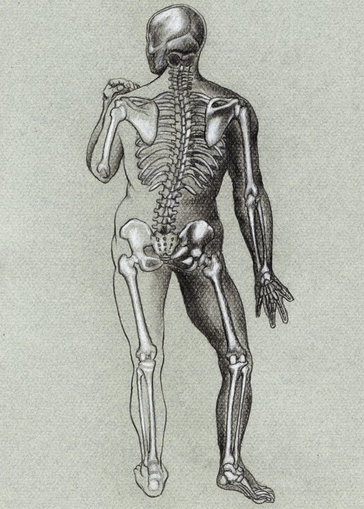 Anatomic study