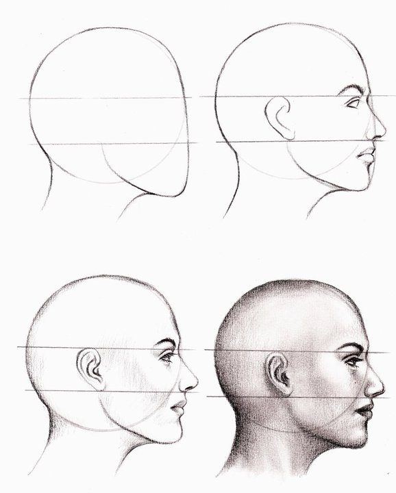 Anatomic study
