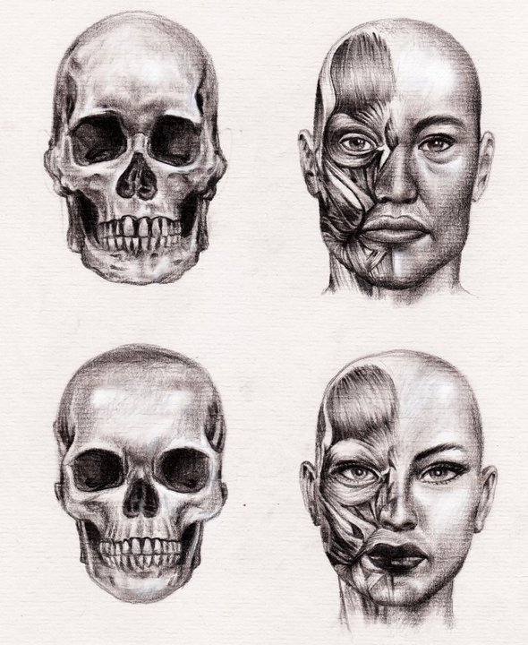 Anatomic study