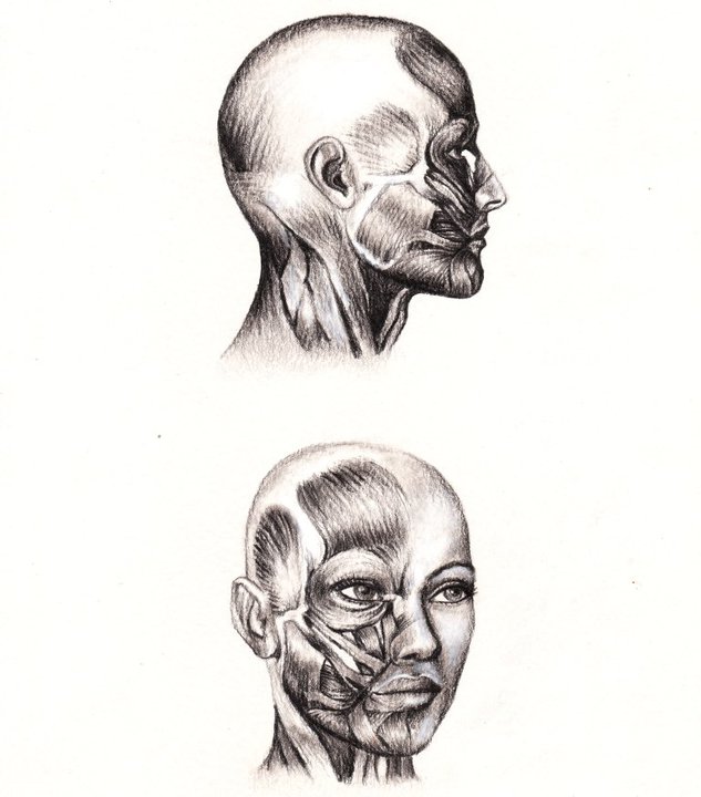 Anatomic study