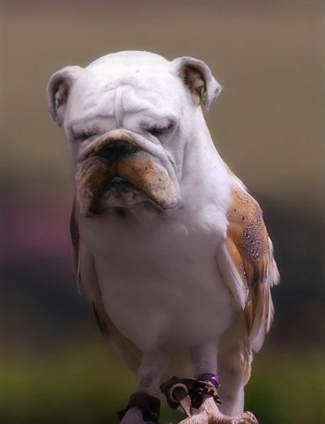 Photo manipulation