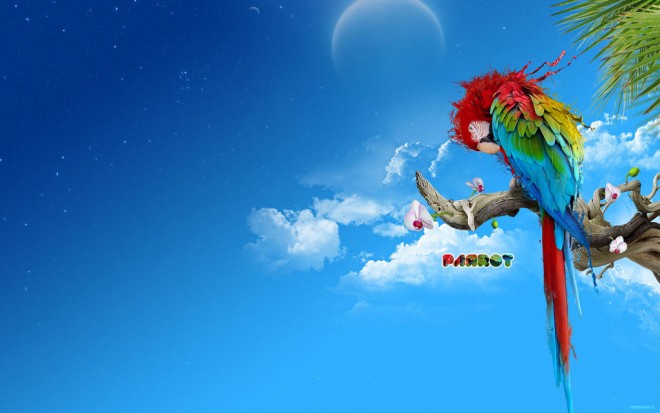 Wallpaper Parrot