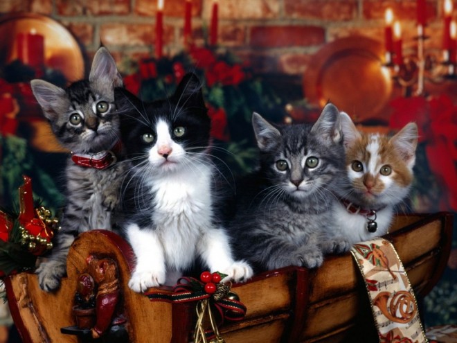 christmas cats